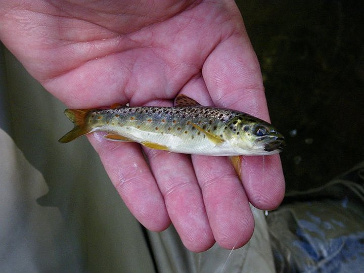 Garys brookie.jpg